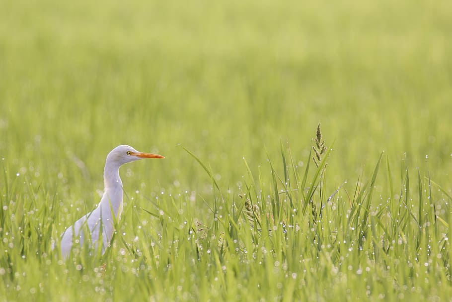 bird, mysore, india, deejayclix, walking, morning, crane, cattle HD wallpaper