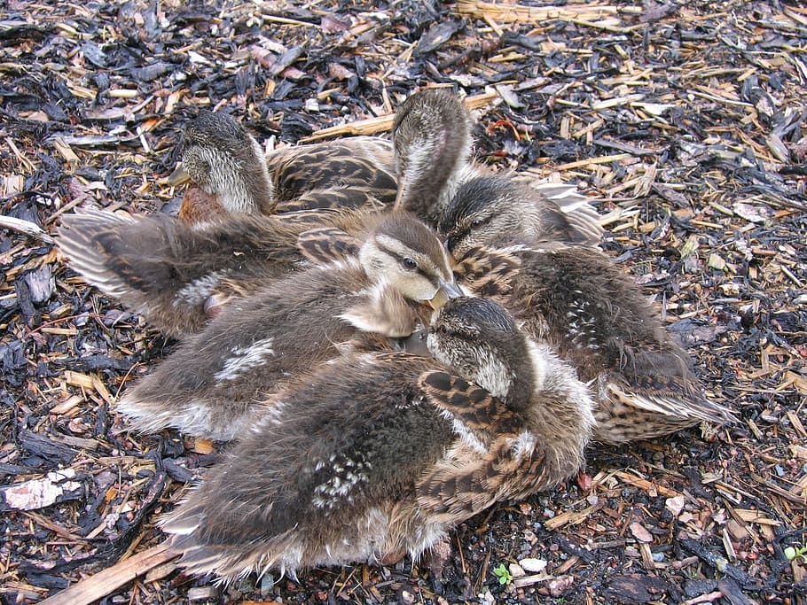 chicks, small, ducks, fluff, hunger, animal, animal themes HD wallpaper