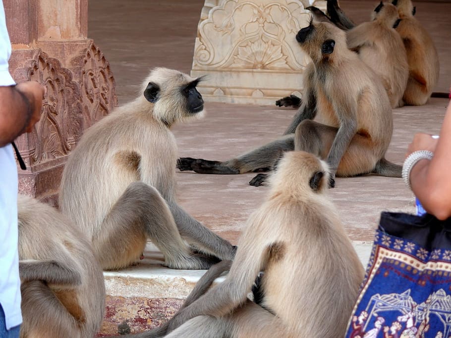 india, amber, monkey, animal, wild animal, mammal, young animal HD wallpaper