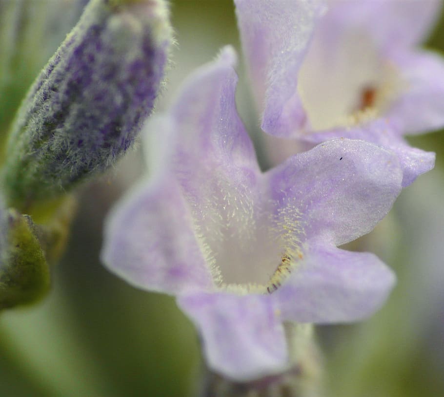 macro, flower, close up, lavender, flowering plant, beauty in nature HD wallpaper