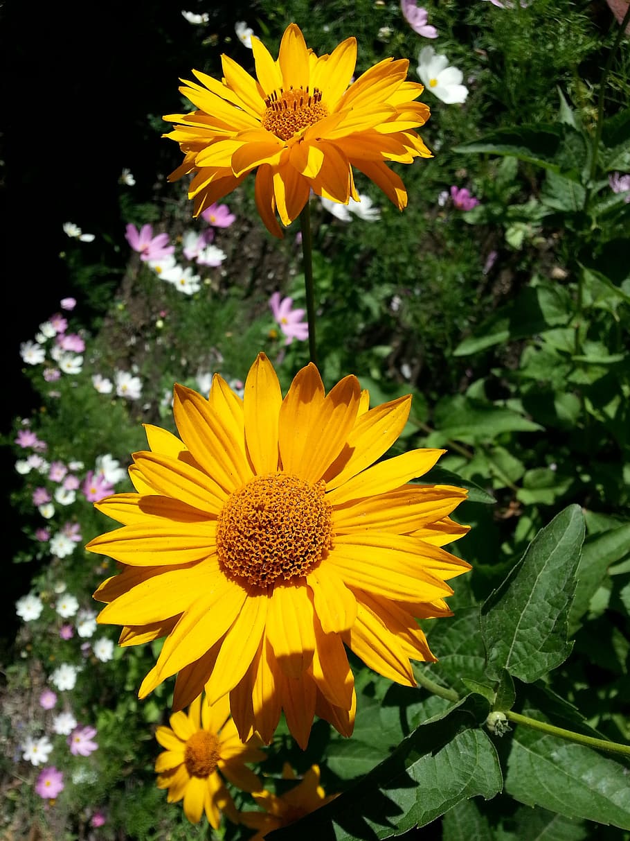 flowers, yellow, petals, stamens, sunny, macro, freshness, flowering plant HD wallpaper