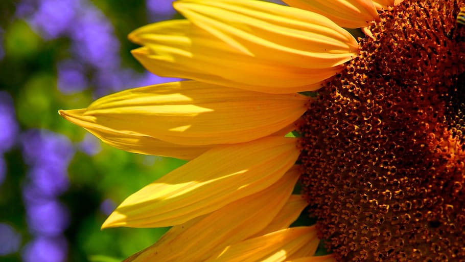 macro photography of sunflower, sunflowers, half, petals, yellow HD wallpaper