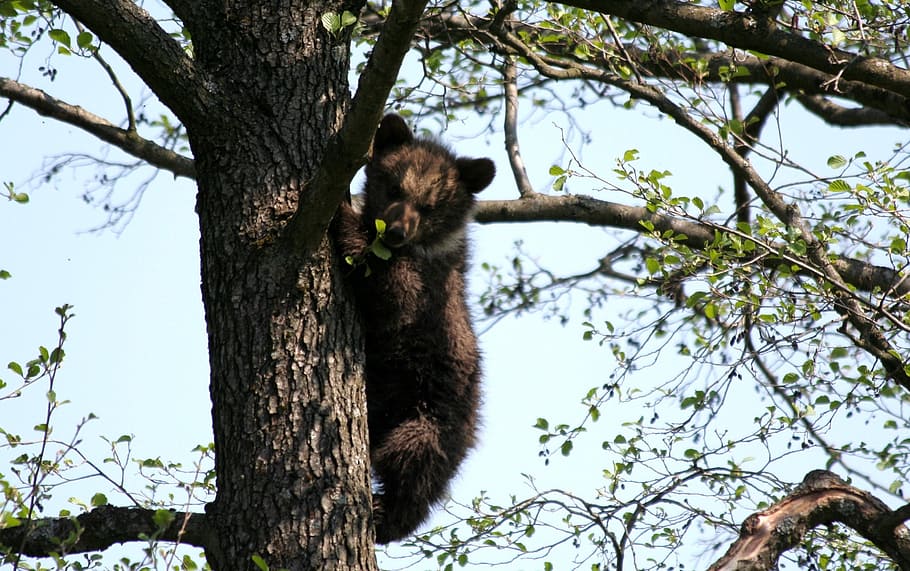 bear, tree, zoo, brown bear, animal, cozy, climb, animal themes HD wallpaper