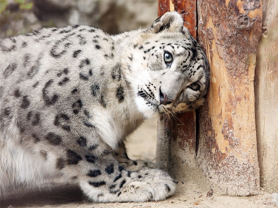 selective focus photography of white and black tiger laying his head on body of tree HD wallpaper