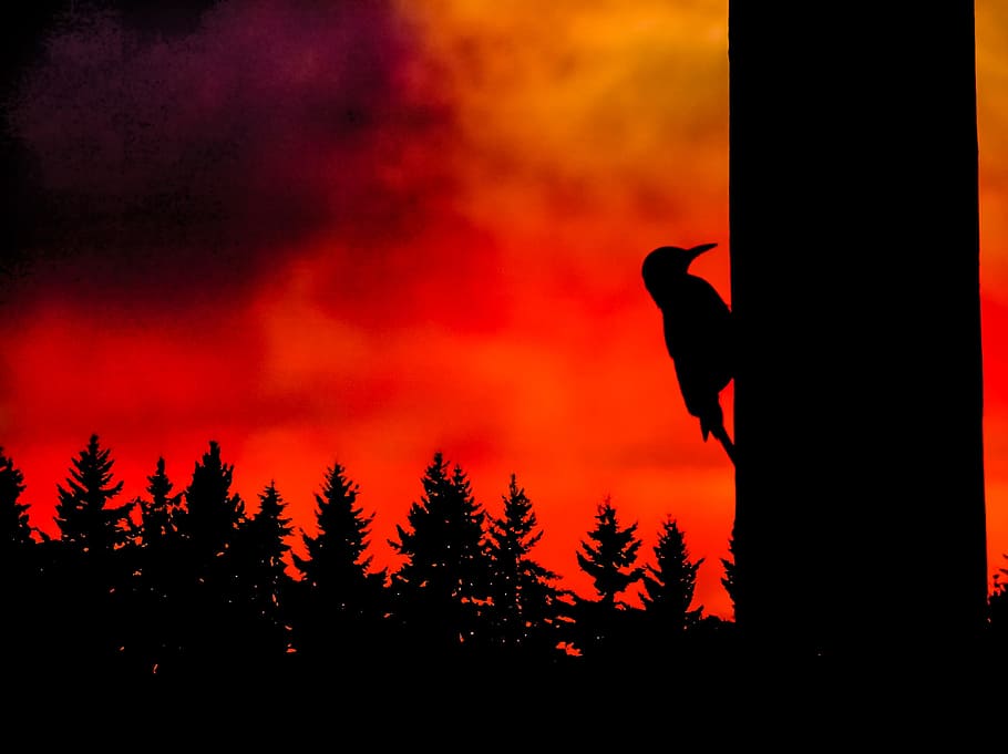 Fire, Night, Woodpecker, Tree, Orange, red, nature, color, outdoor HD wallpaper