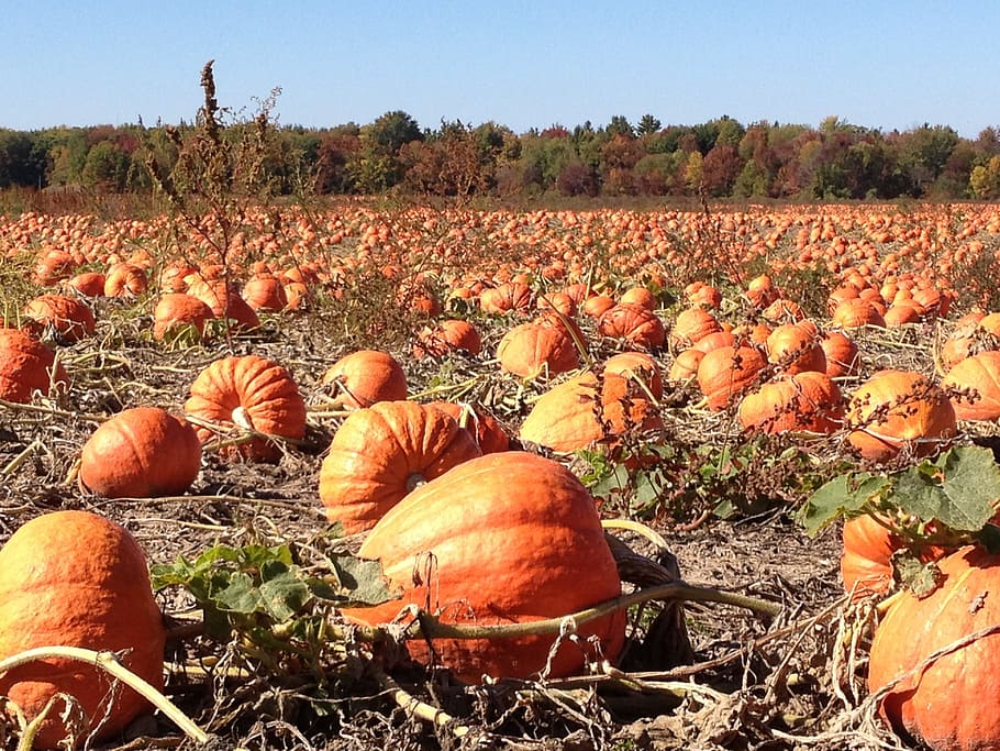 squash field, pumpkins, autumn, fall, halloween, holiday, thanksgiving HD wallpaper