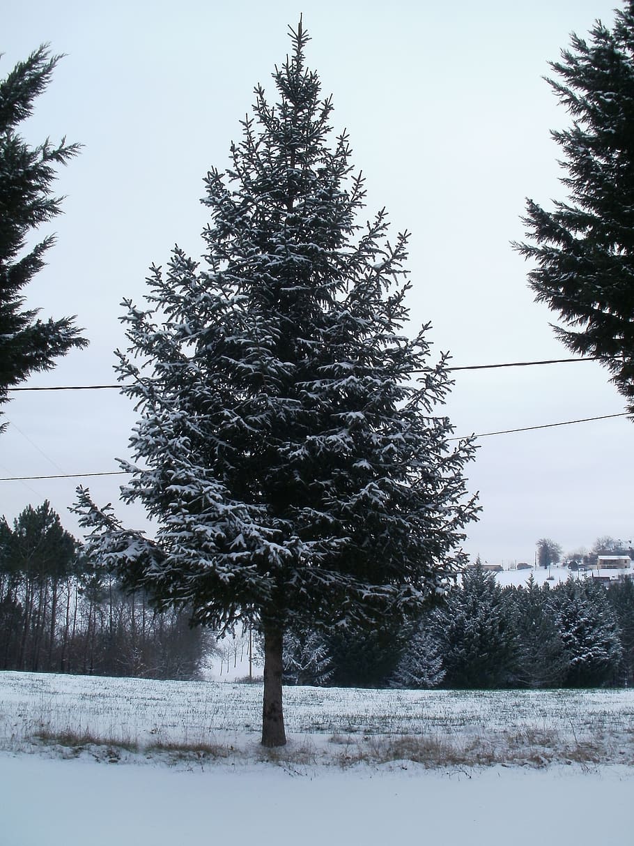 tree, snow, winter, fir, snowy, white, field, plant, cold temperature HD wallpaper
