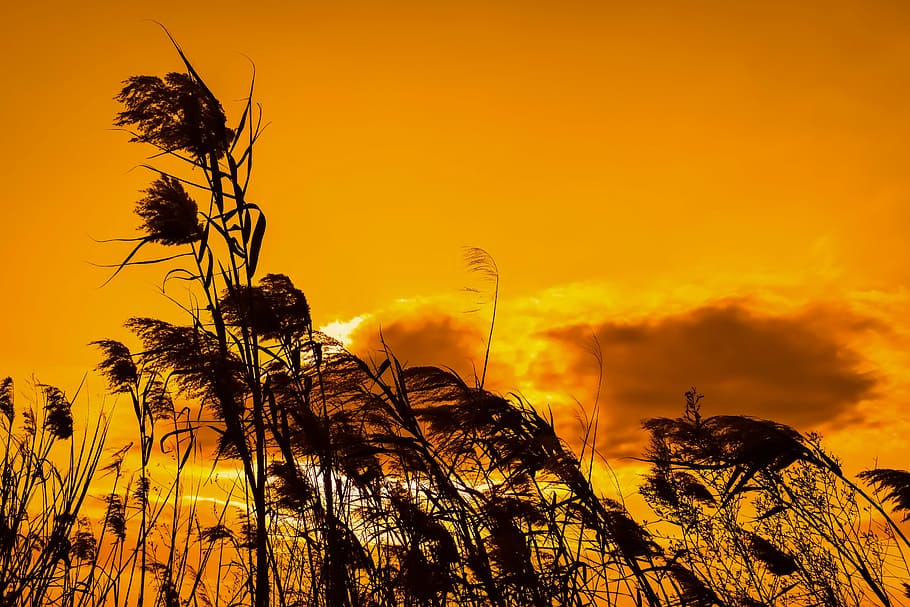 reeds, sunset, sky, nature, evening, golden, tree, silhouette HD wallpaper