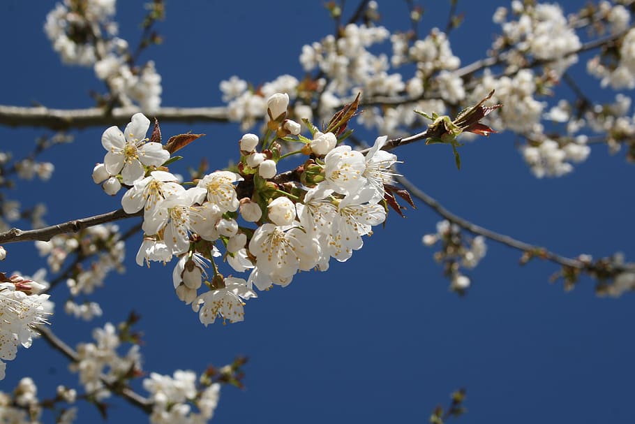 cherry, blossom, bloom, sky, spring, tree, cherry blossom, fruit tree HD wallpaper