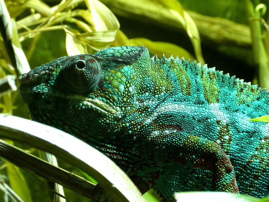 Chameleon, Reptile, Lizard, Animal, wildlife, tropical, exotic, HD wallpaper