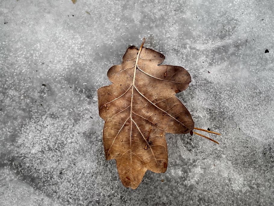 sheet, forest, tree, ice, snow, water, leaves, nature, trees HD wallpaper