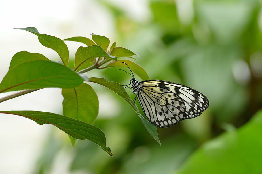shallow focus photography white and black butterfly on top of green leafe HD wallpaper