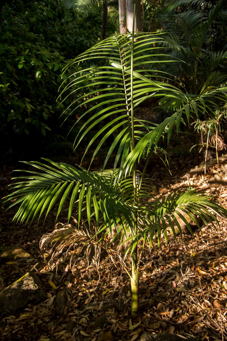 Young fern 1080P, 2K, 4K, 5K HD wallpapers free download | Wallpaper Flare