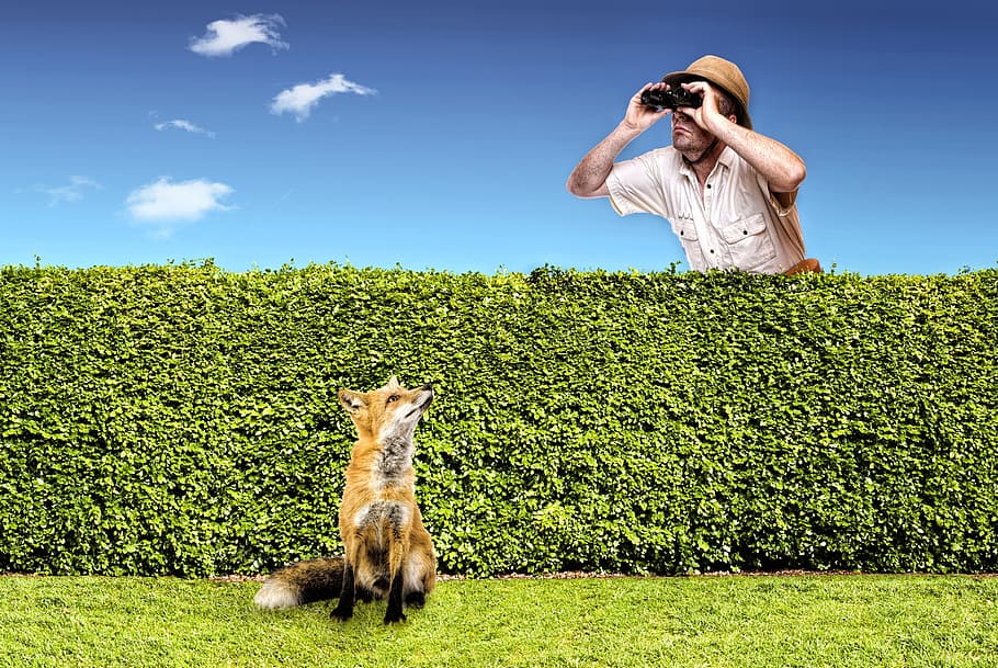 humor, nature, fox, hunter, little fox, fauna, garden, plant HD wallpaper