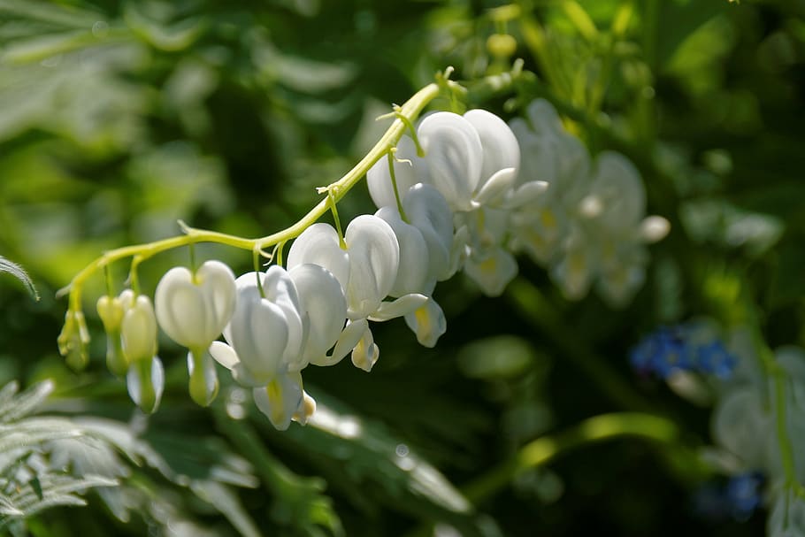 bleeding heart, white, blossom, bloom, flower, herzerlstock HD wallpaper