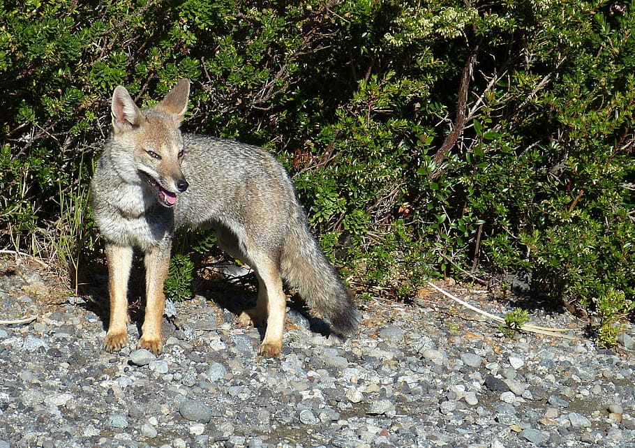 fuchs, animal, predator, wild, attention, watch, chile, south america HD wallpaper