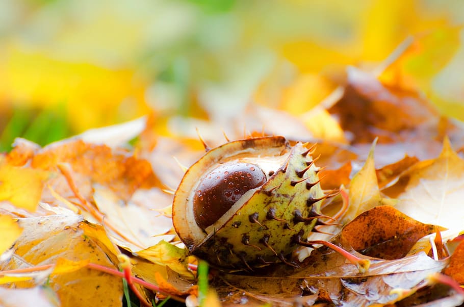 chestnut, leaf, leaves, background, grass, autumn, seasons, HD wallpaper