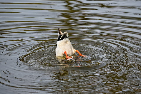 duck diving on body of water, mallard, drake, bird, water bird HD wallpaper