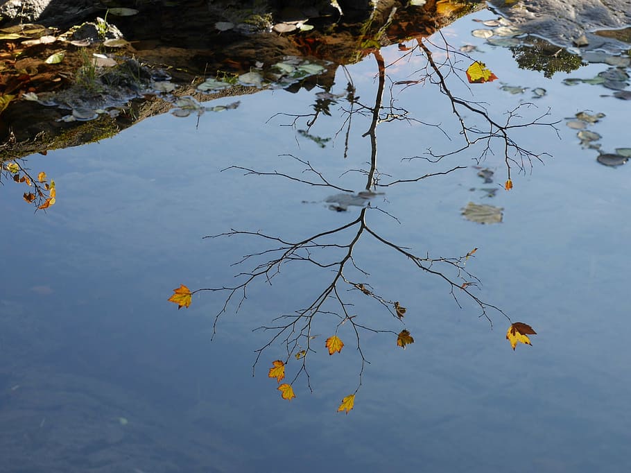 reflection, fall, river, water, plant, lake, beauty in nature HD wallpaper