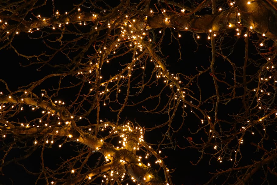 Tree, Lights, Night, Dark, lichterkette, tree lighting, tree decorations, HD wallpaper