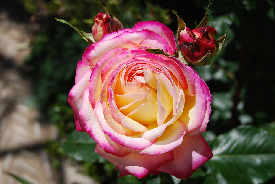 rosa, flower, garden, spring, flowering plant, petal, fragility HD wallpaper