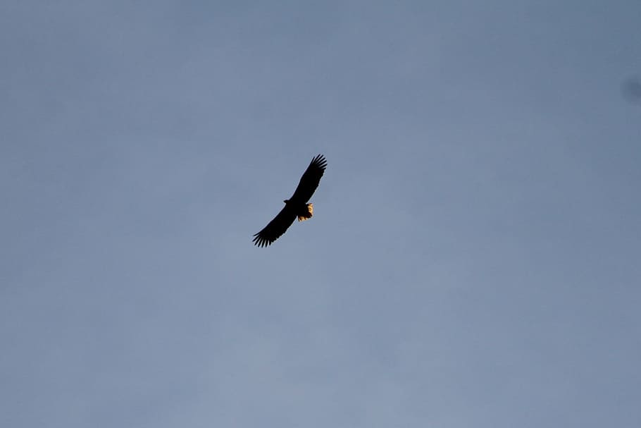 eagle, bird, fly, sky, animals in the wild, animal wildlife HD wallpaper