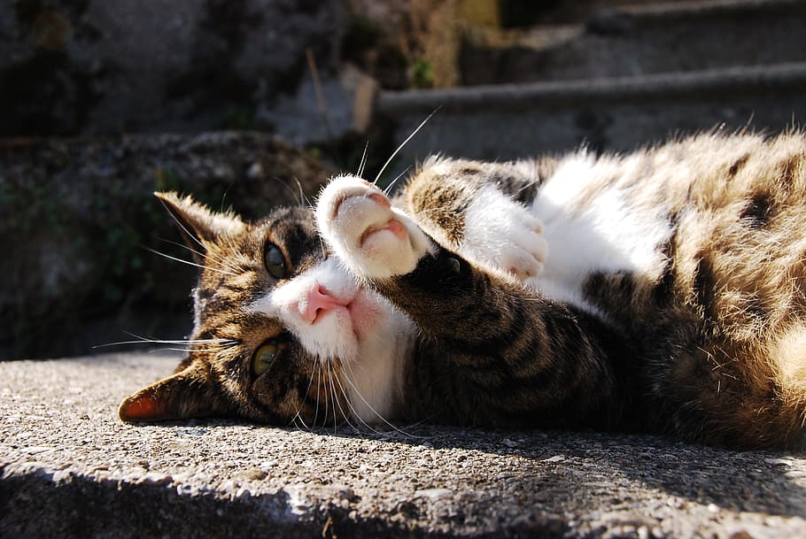 tortoiseshell cat lying on concrete floor, sun, autumn, evening light HD wallpaper