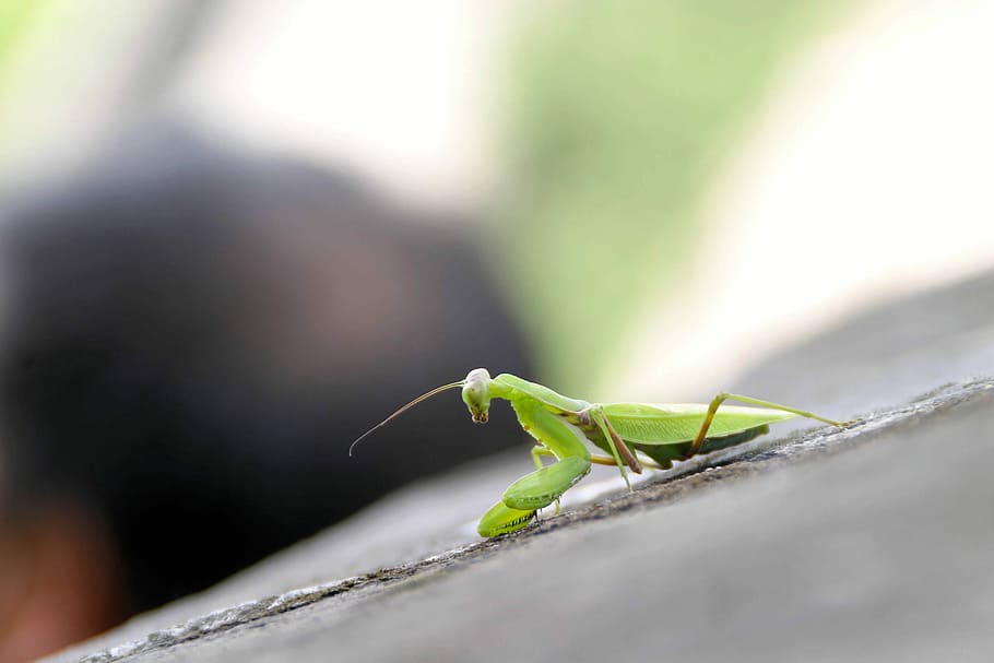 Praying Mantis, Insect, China, Grille, green, one animal, animals in the wild HD wallpaper