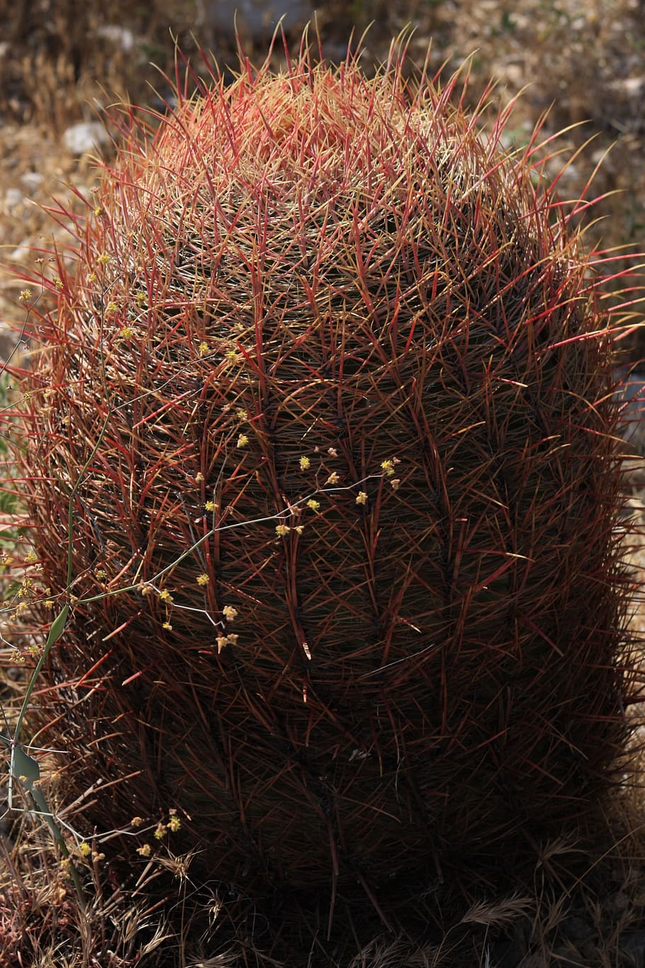 Prickly, Succulent, Cactus, Desert, red, firebarrel, arid, thorn HD wallpaper