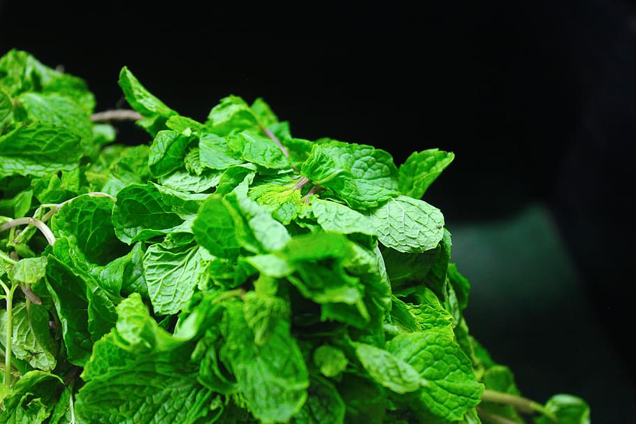 mint leaves, fresh, vegetables, ingredient, plant, healthy, HD wallpaper