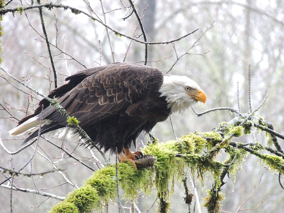 eagle, eye, bald eagle, animal, animal wildlife, animals in the wild HD wallpaper