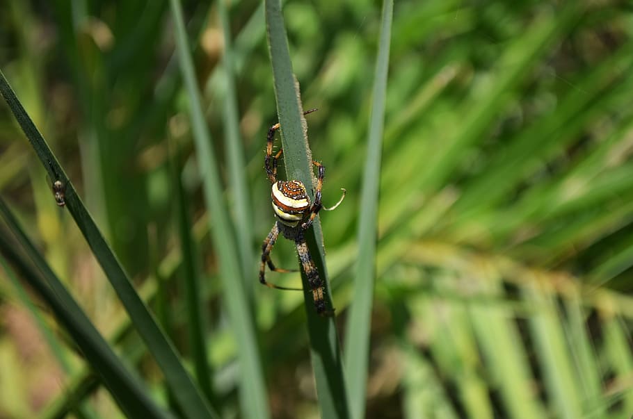 spider, insect, crawling, animal wildlife, animals in the wild HD wallpaper