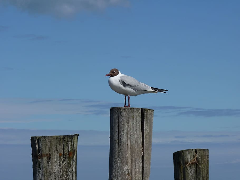 Baltic Sea, Sea, Gull, Darß, Zingst, seagull, birds, beach HD wallpaper