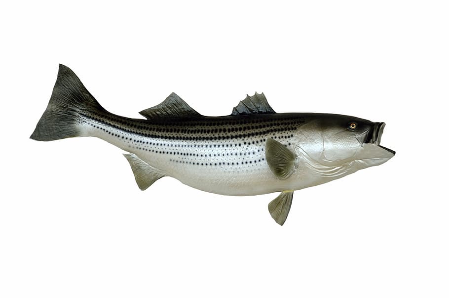 silver and black fish, striped bass, mounted, taxidermy, trophy, HD wallpaper
