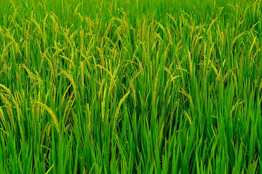 rice plant, sheaves of rice, agriculture, nature, cultivating, HD wallpaper