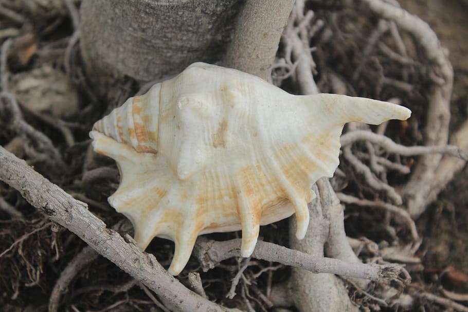 Conch, Mollusca, Shell, Exoskeleton, close-up, no people, nature HD wallpaper