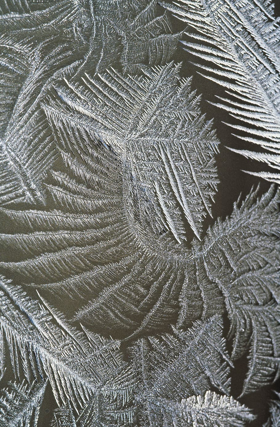close-up photo of grey leaves artwork, hardest, window, ice, eiskristalle, HD wallpaper