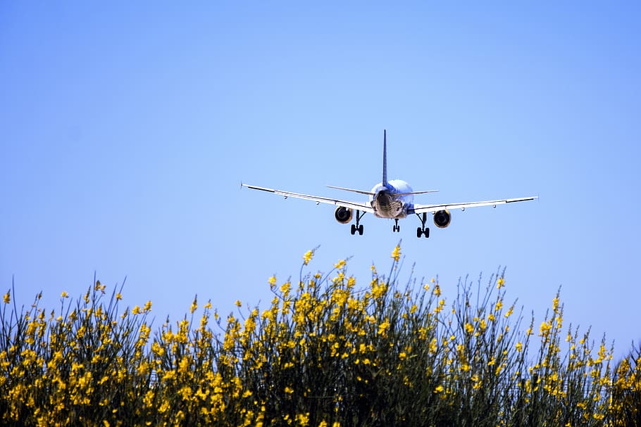 white and blue aircraft flying above yellow flowering plants HD wallpaper