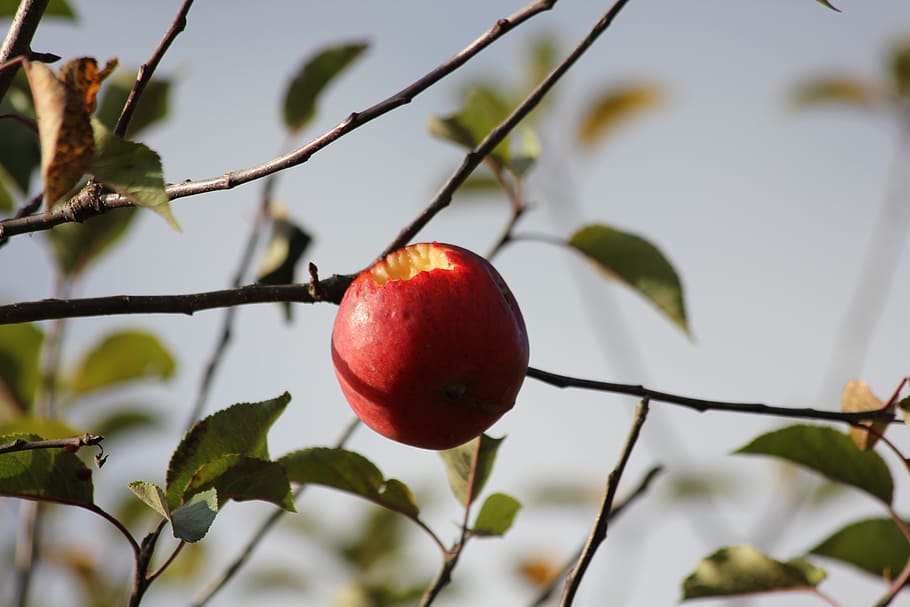 apple, apple tree, autumn, fruit, fetus, garden, health, red HD wallpaper