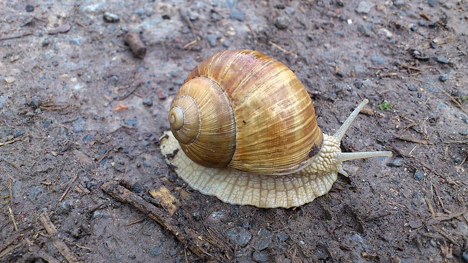 snail, nature, animals, shell, animal wildlife, animal themes HD wallpaper