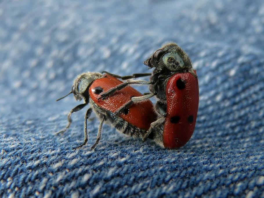 Mating, Copulation, mylabris quadripunctata, ladybug, beetle meloideo HD wallpaper