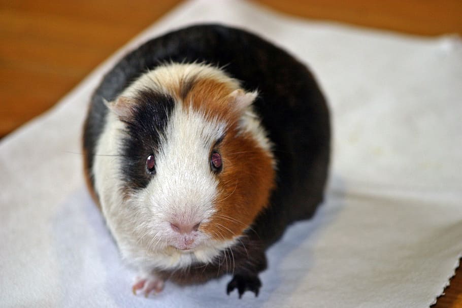 Black White And Brown Guinea Pig Online Website | www.pinnaxis.com