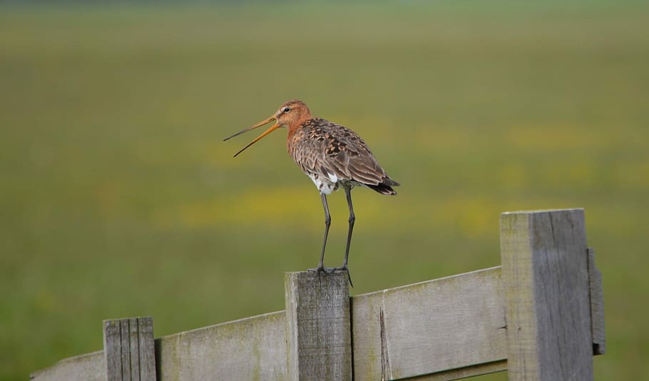 Godwit, Pole, Bird, Nature, Animal, spring, holland, one animal HD wallpaper