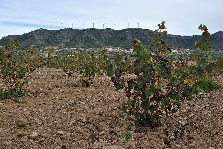 vineyard, autumn, jumilla, winter, leaves, yellow, leaf, dry leaf, HD wallpaper