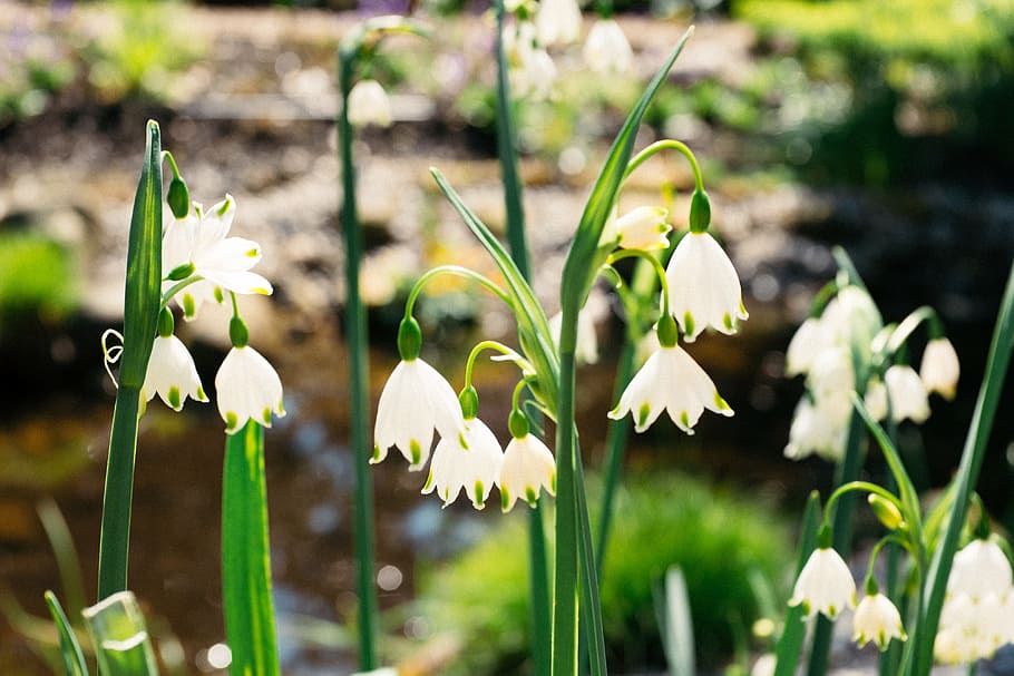 Early spring flowers, nature, plant, springtime, green Color HD wallpaper