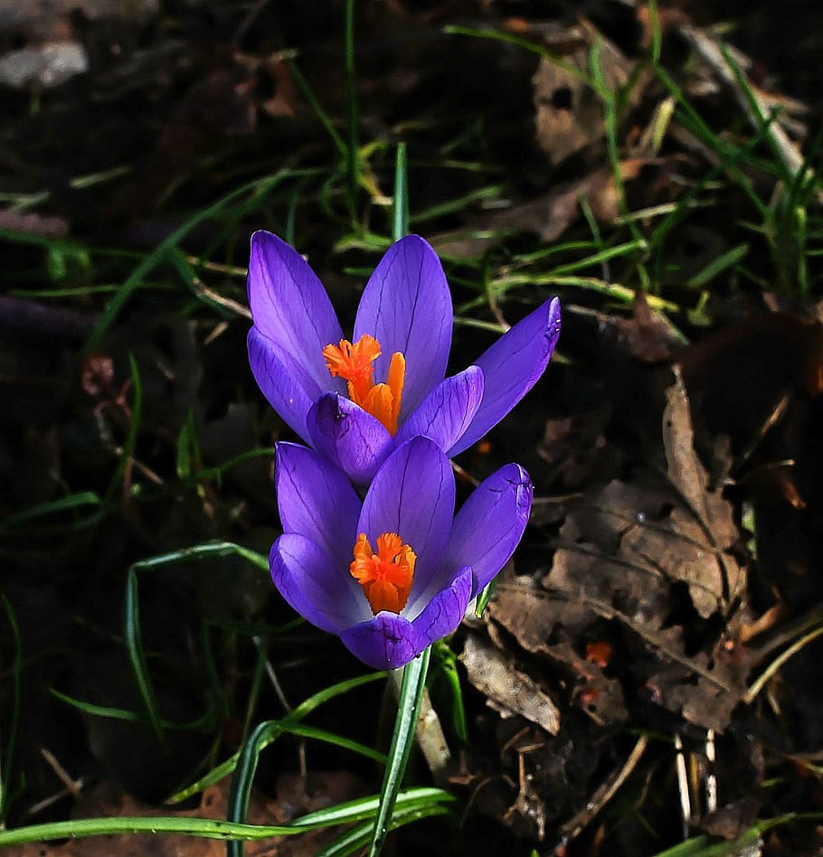 crocus, flowers, blue, spring flowers, plant, garden, close HD wallpaper