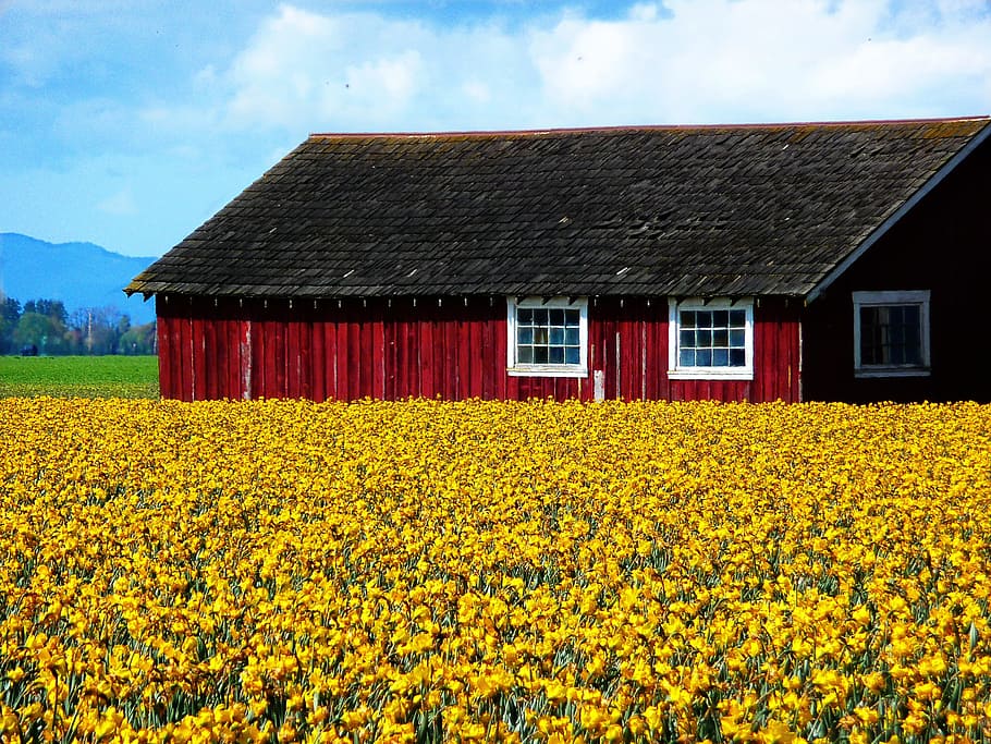 barn surrounded by yellow petaled flower field, Daffodils, Spring HD wallpaper