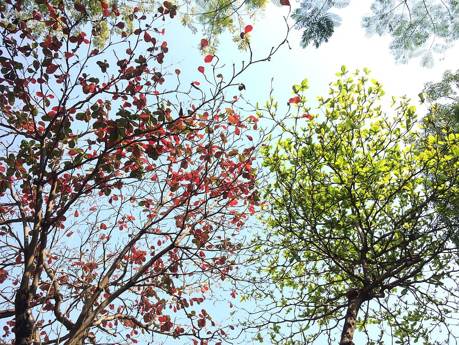 Red and Green Tree Leaves on a Sunny Day, branch, bright, color HD wallpaper