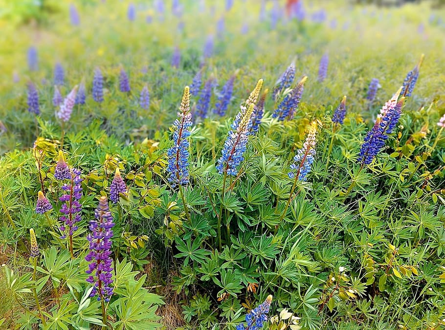 field, meadow, spring, summer, flowers, lupins, colorful, growth HD wallpaper