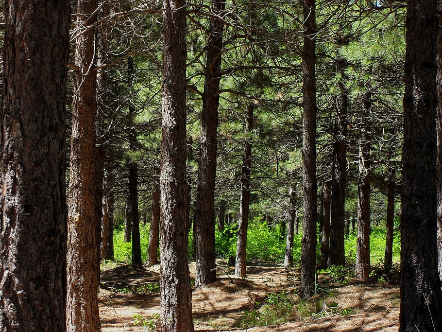 forest, trees, green, woods, nature, natural, outdoor, rugged HD wallpaper